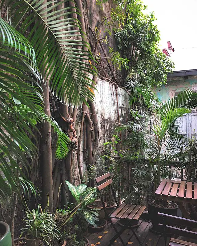 monkey-hanging-by-the-tree-root-inside-the-cafe