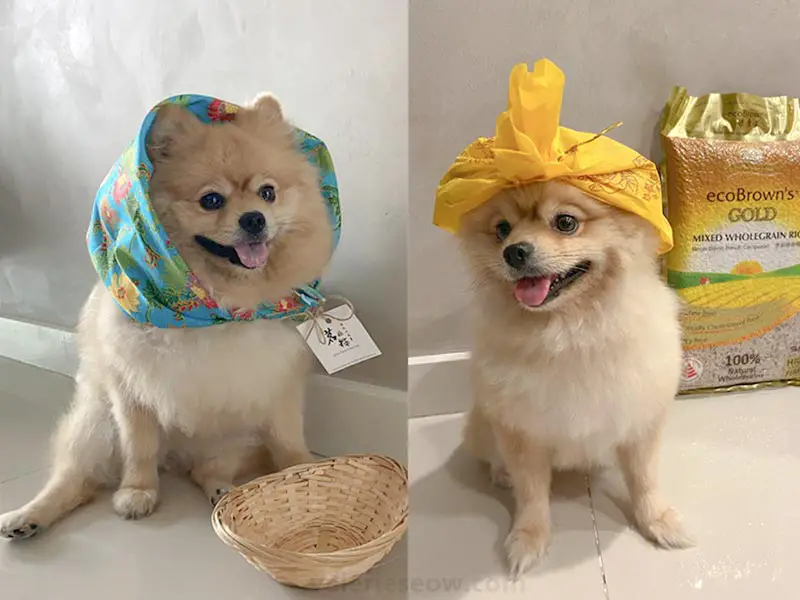 dressing-up-zoey-the-pomeranian-as-merchant