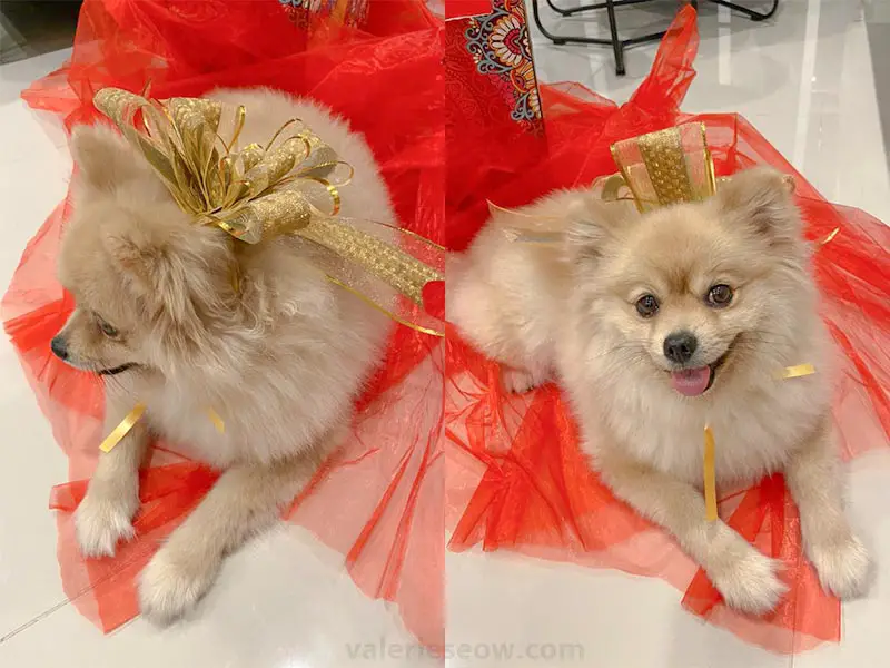 dressing-up-zoey-the-pomeranian-with-chinese-new-year-packaging