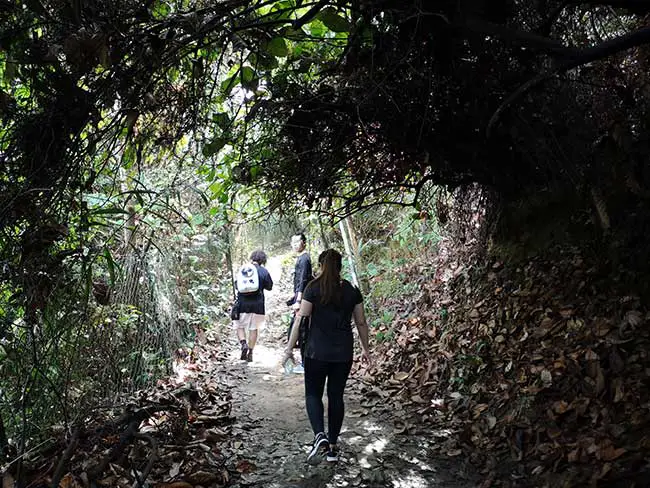 a forest tunnel