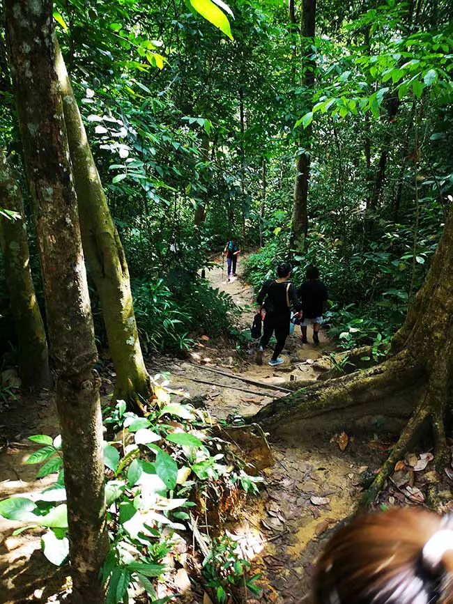 a slightly steep steps going down the jungle