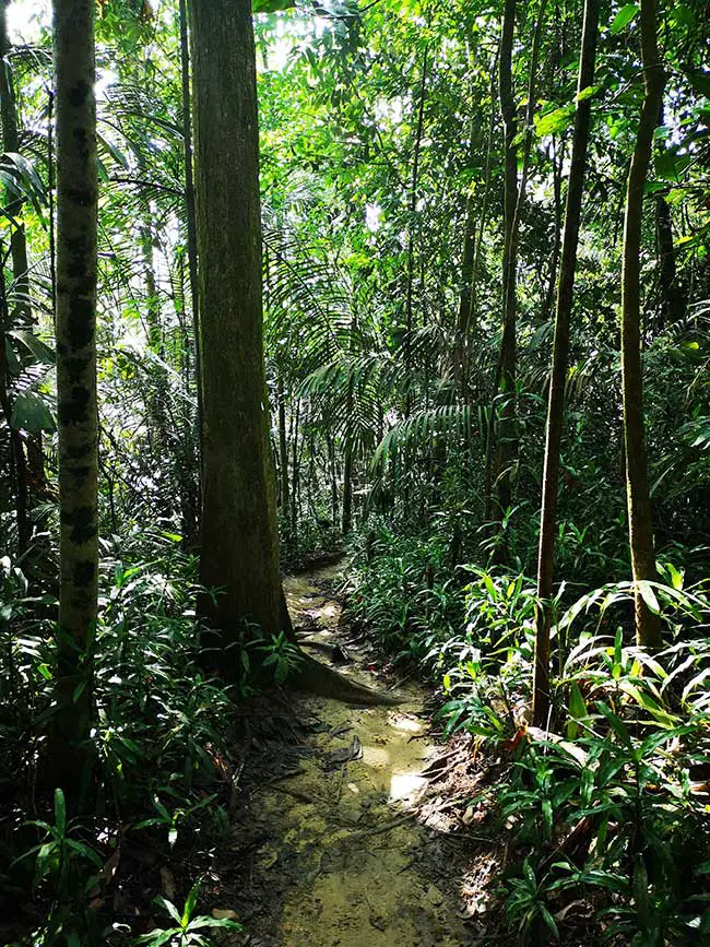 a trail down hill