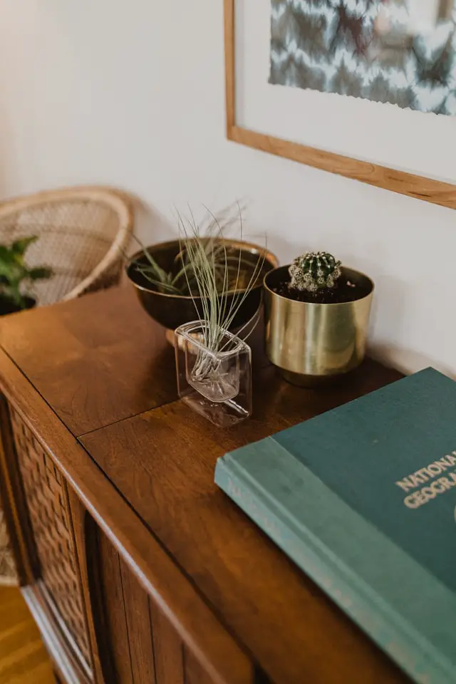 air plant is one of the popular indoor plants malaysia