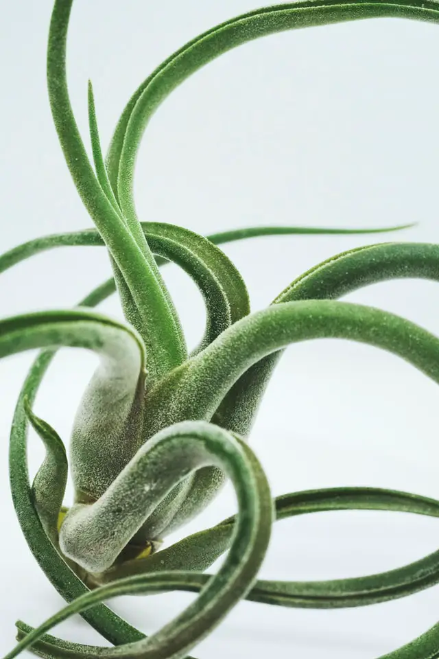 air plants can look like sea creatures