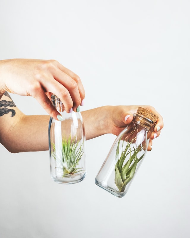 air plants in 2 jars