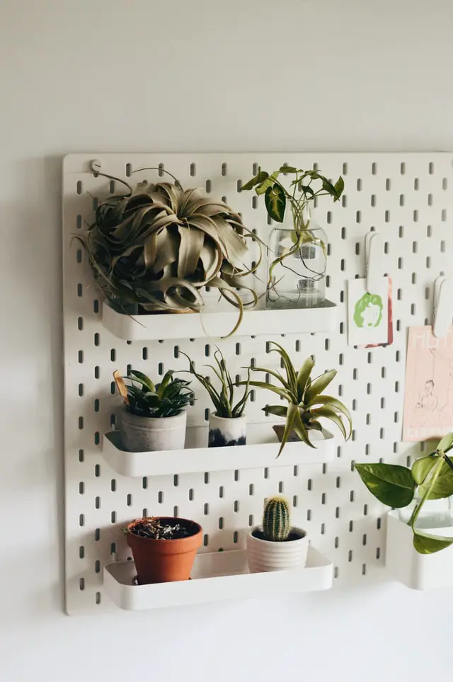 air plants on a peg board