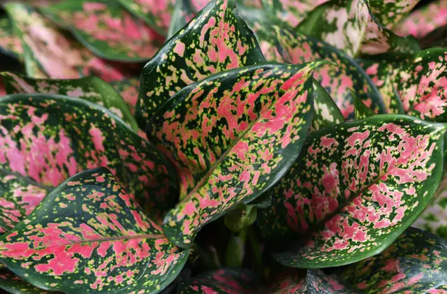 beautiful leaf of chinese evergreen