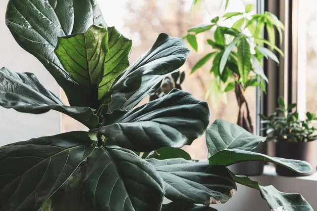 beautiful leaf of fiddle leaf fig