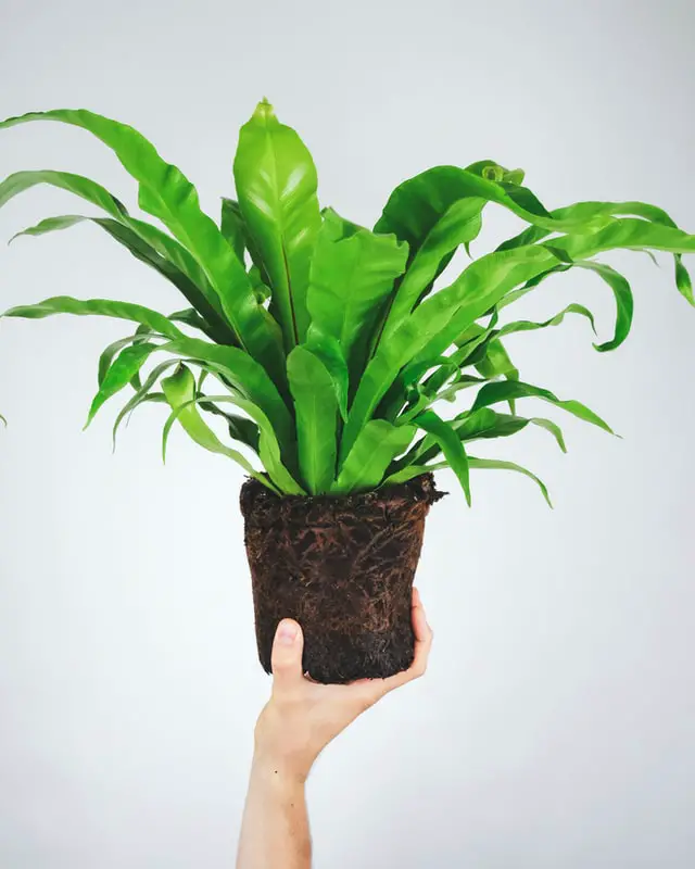 birds nest fern is one of the members of indoor plants malaysia