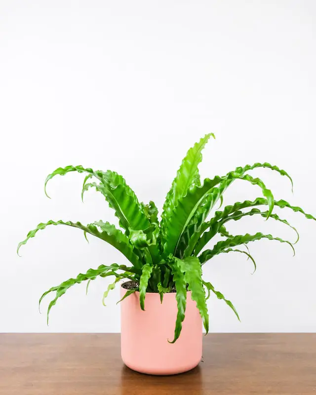 birds nest fern on the table