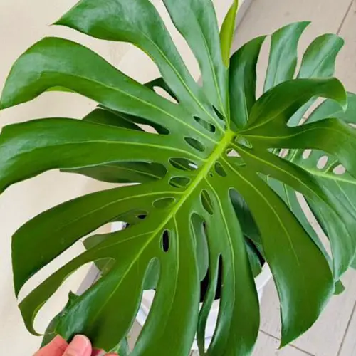 buy-monstera-plant-here