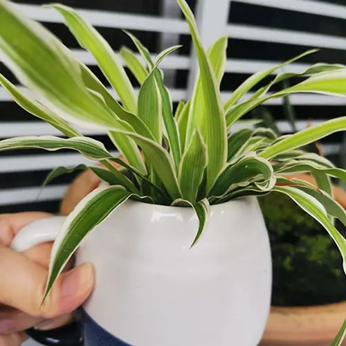 buy-spider-plant