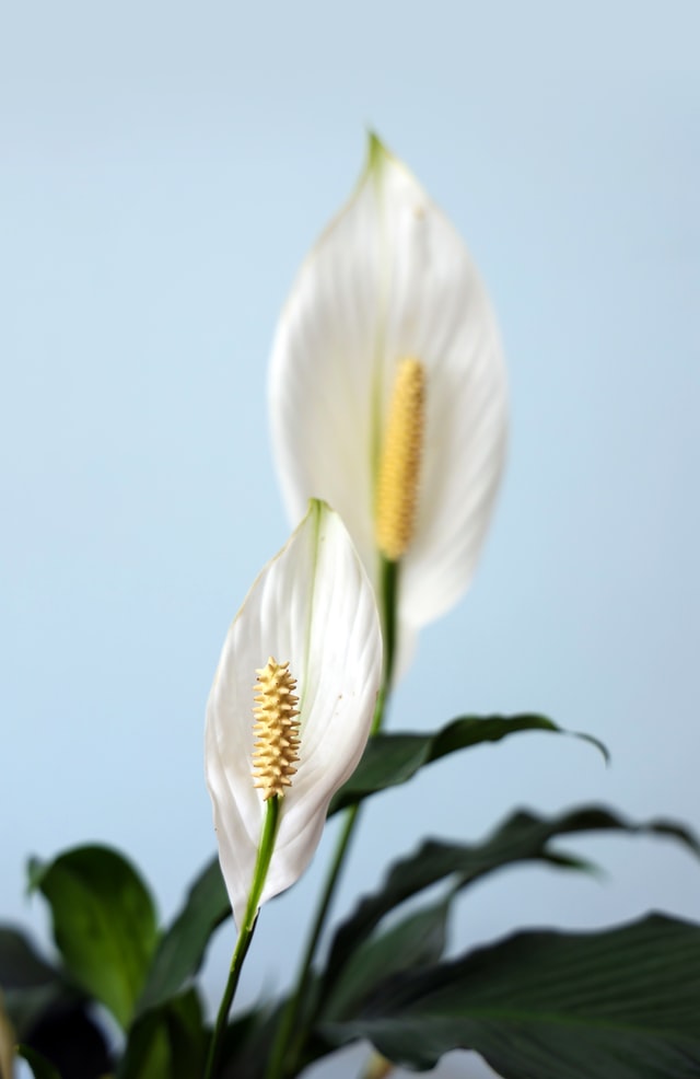 close up view of peace lily plant