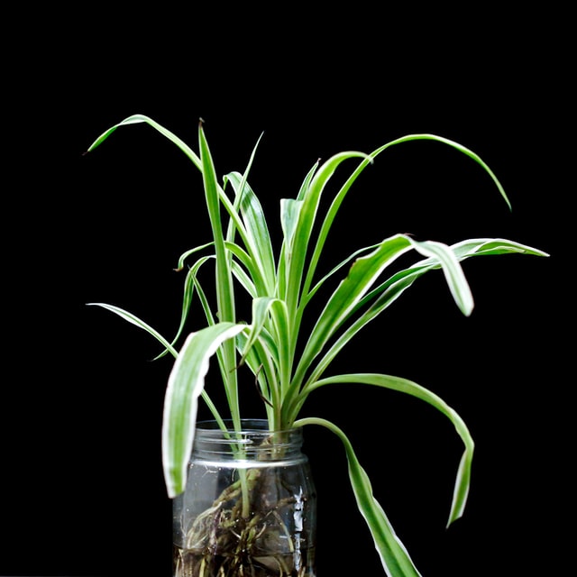 close view of spider plant