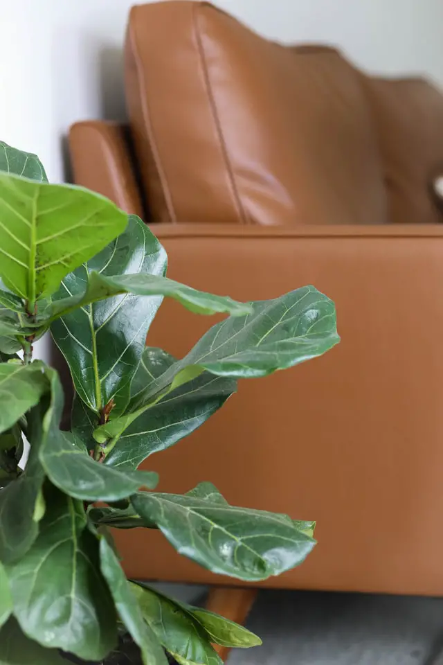 fiddle leaf fig by the couch