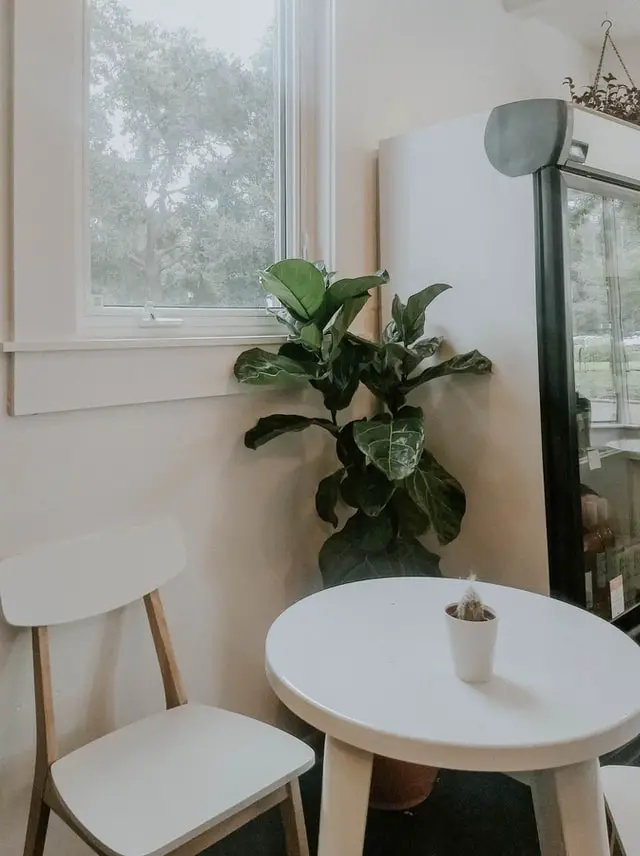 fiddle leaf fig sitting as an indoor plant at a corner