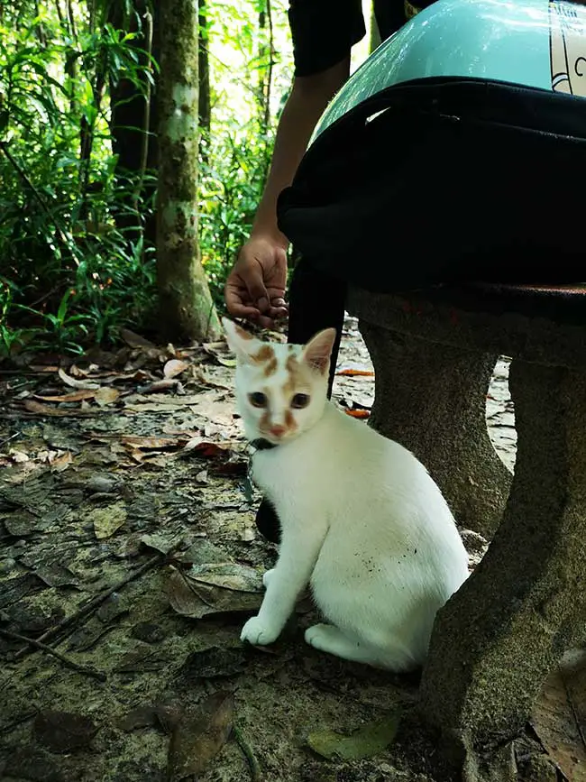 ginger is on alert and unused to the jungle sounds