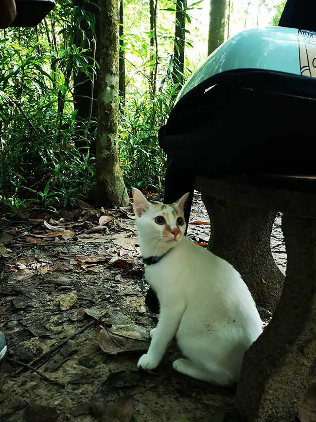 ginger the cat hiding under the bench