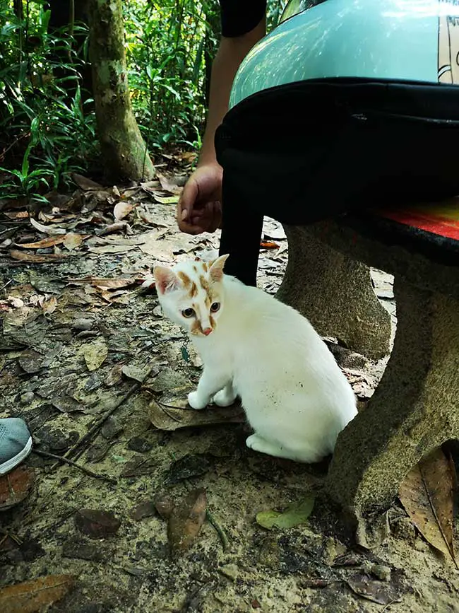 ginger the cat hiking for the first time