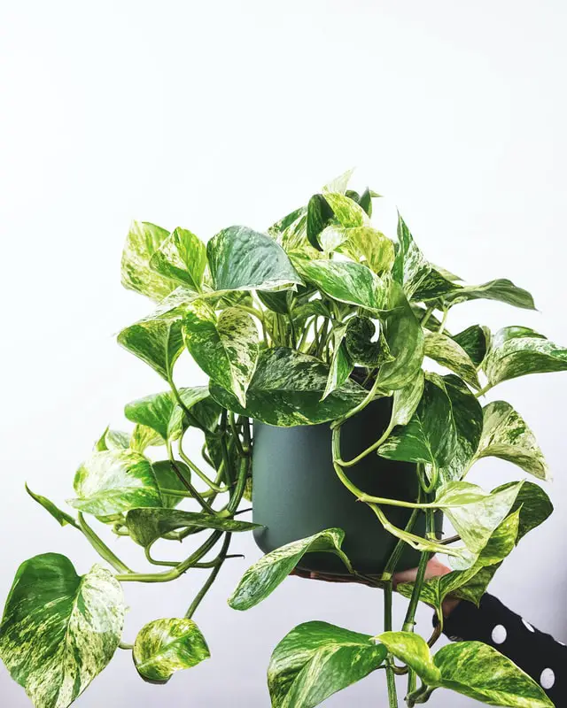 holding a pot of pothos