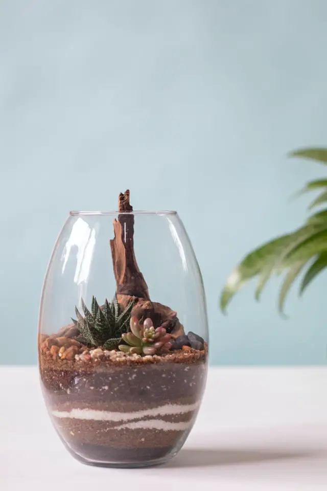 indoor house decoration with succulent plants