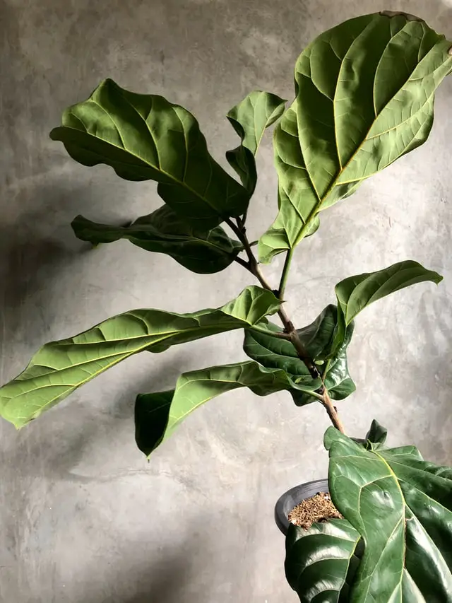 indoor plants malaysia fiddle leaf fig