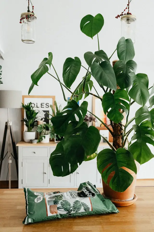 indoor plants malaysia monstera