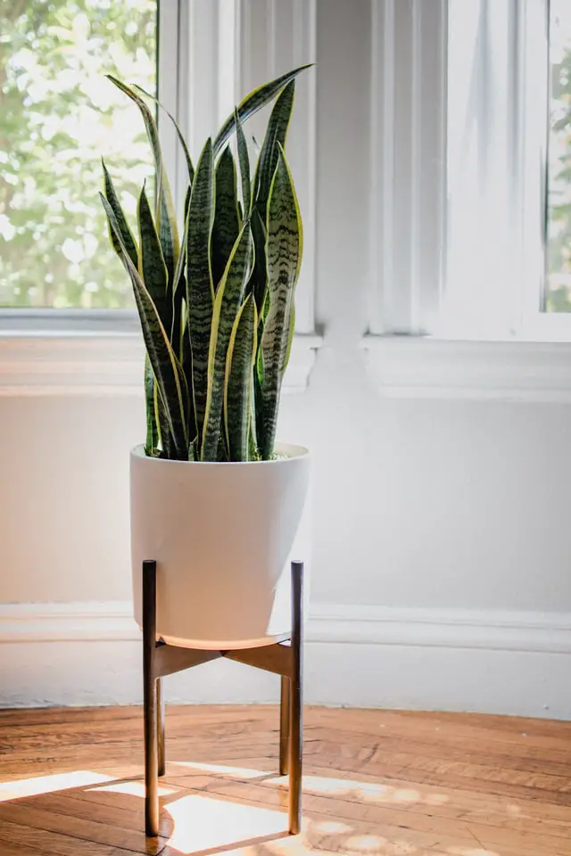 indoor plants malaysia snake plant