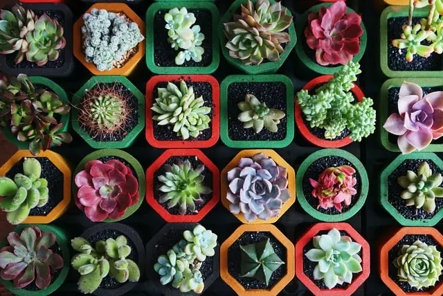 indoor plants malaysia succulents