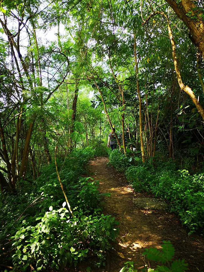 initial trail from hillpark trailhead of bukit gasing