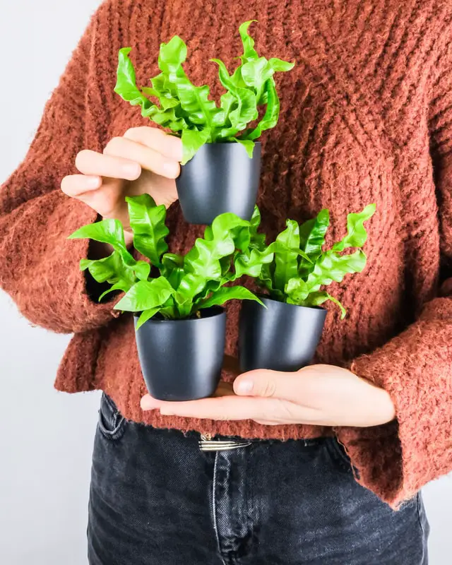 lady holding pots of birds nest fern