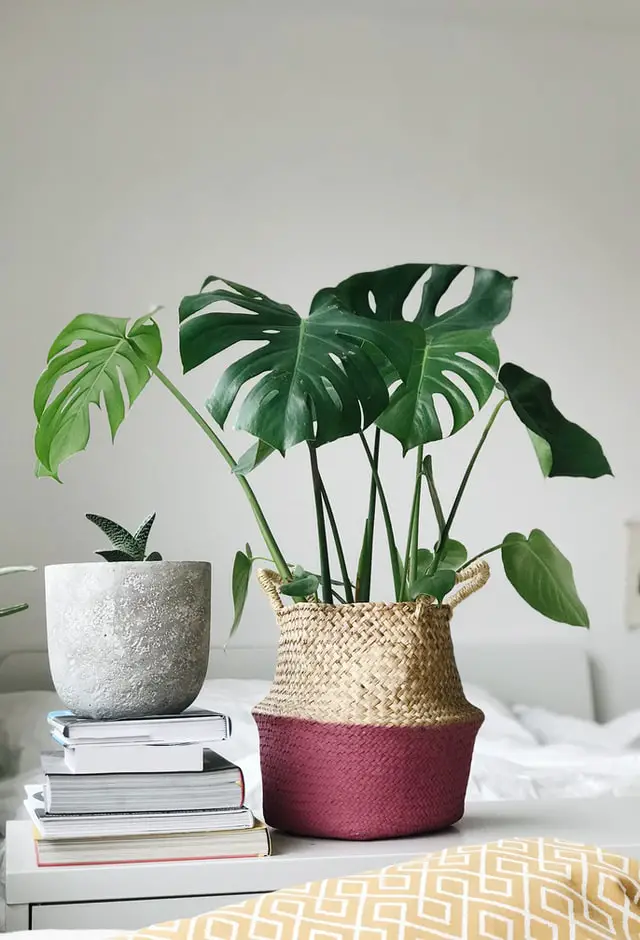 monstera on the table inside the house