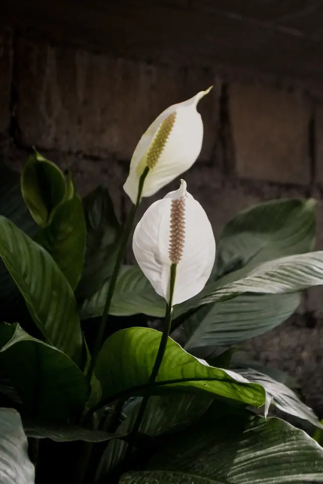 peace lily indoor plants malaysia