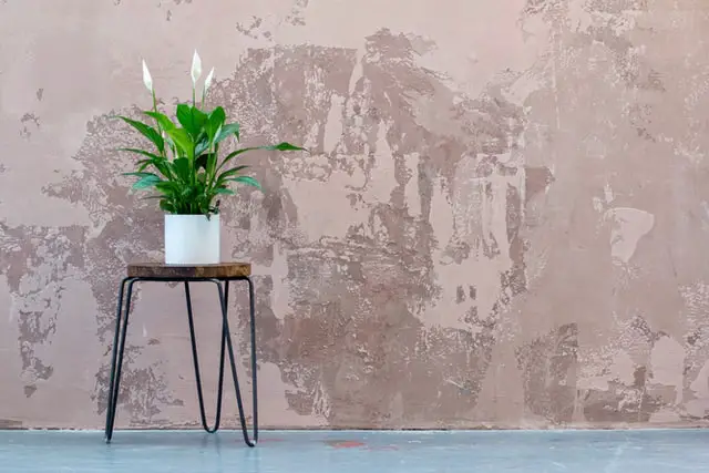 peace lily on a table in the house