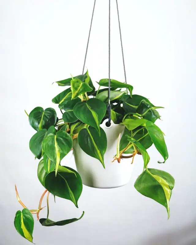pothos indoor plants malaysia