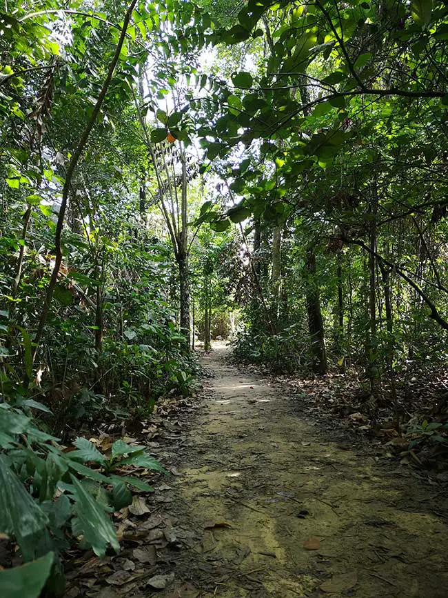 shaded trails throughout bukit gasing
