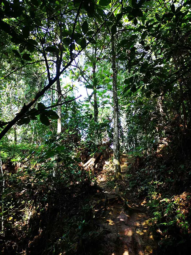 slightly steep trail in the forest