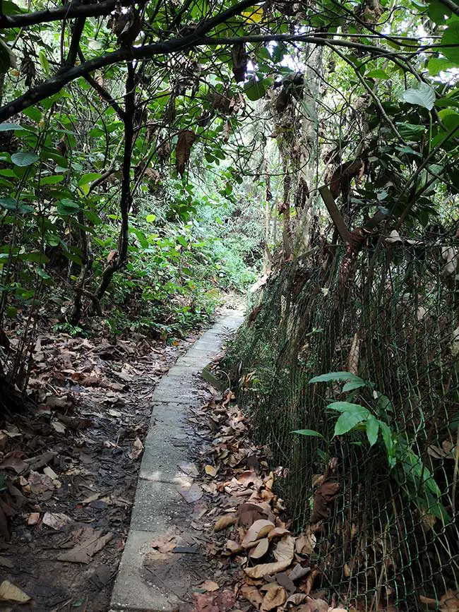 small paved route on one side of bukit gasing