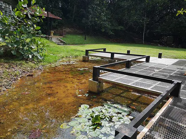 small pond at the taman rimba bukit kerinchi park