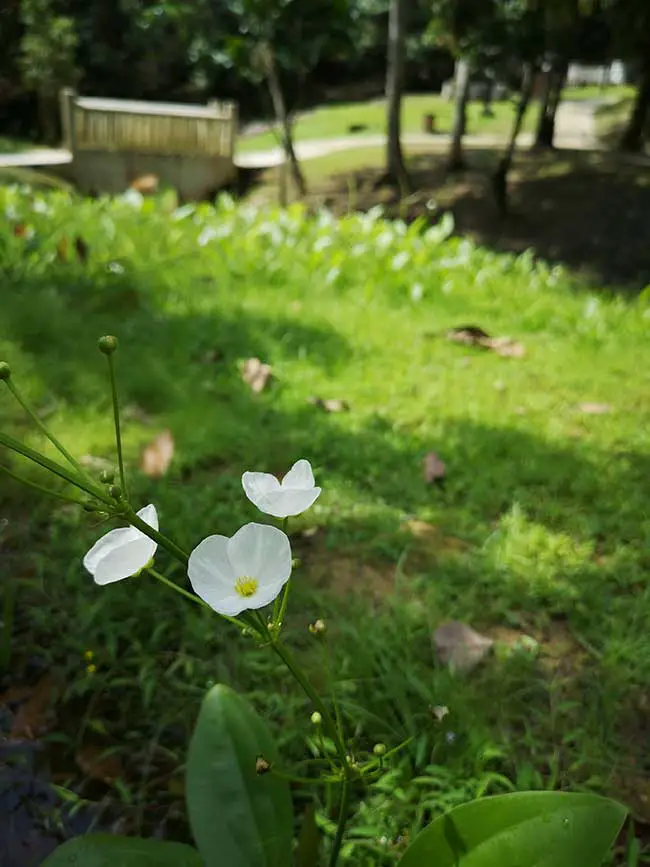 small white flower found on the park