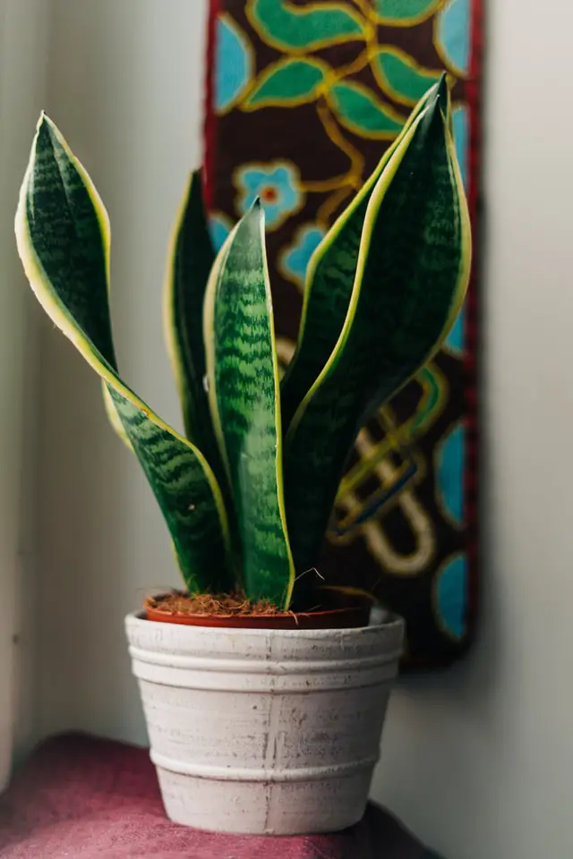 snake plant on the table inside the room