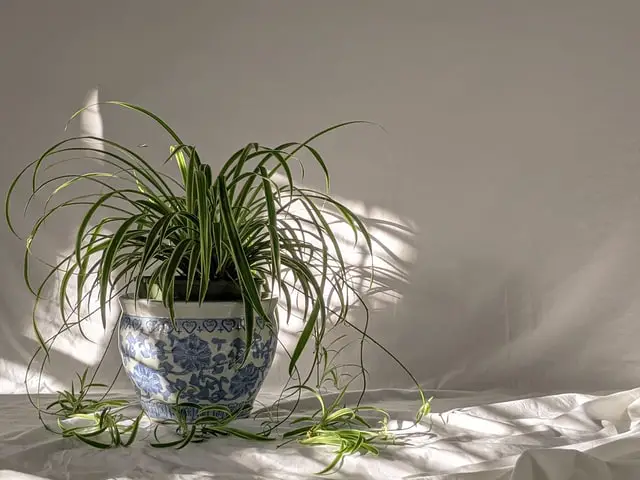 spider plant indoor house malaysia