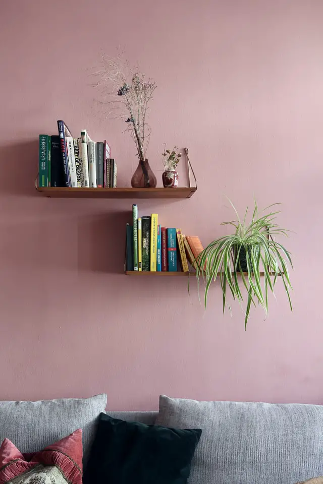 spider plant on a rack in living room