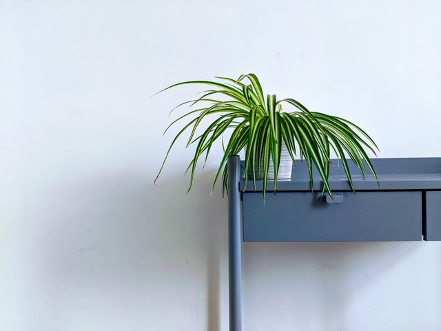 spider plant on a table in the bedroom