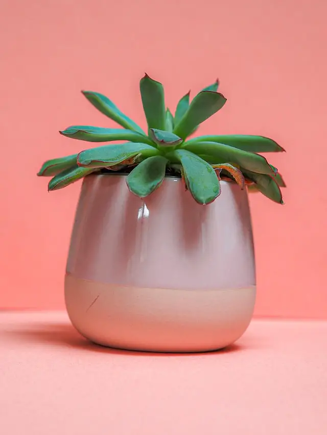 succulent in a pink pot