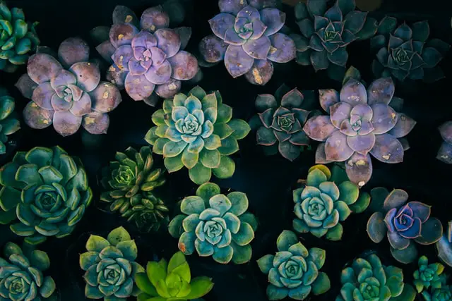 succulents in dark background