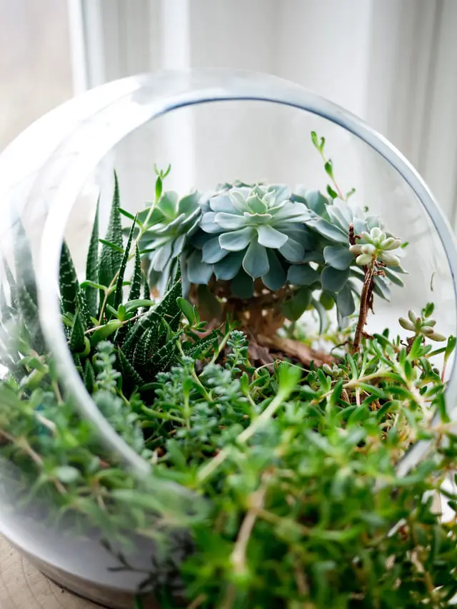 succulents inside terrarium indoors