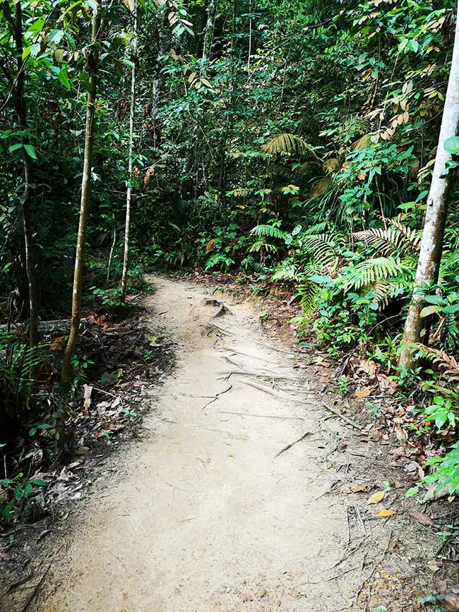 the clean and dry trails of the forest
