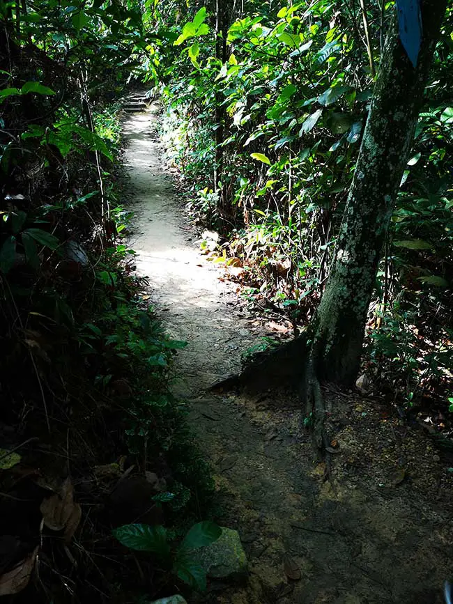 the clean trails of bukit gasing