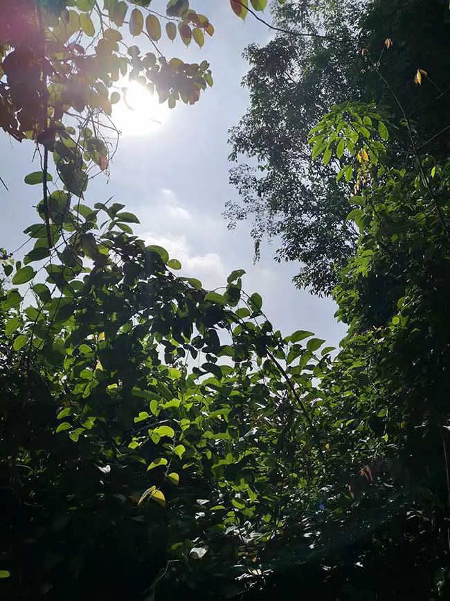 the scorching sun during bukit gasing hike